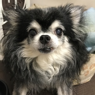 おとなしいロングコートチワワ 12歳の里親募集