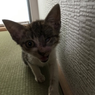 急募　3か月　片目の見えない子猫