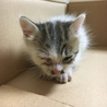 手のひらサイズ 赤ちゃん猫の里親探しています！ サムネイル3