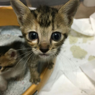 キジトラ兄弟②スマートな女の子