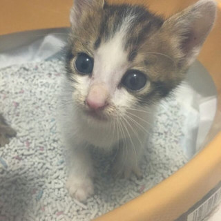 キジトラ兄弟③活発なキジシロの男の子