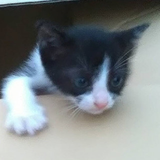 ちっちゃい白黒ハチワレちゃん