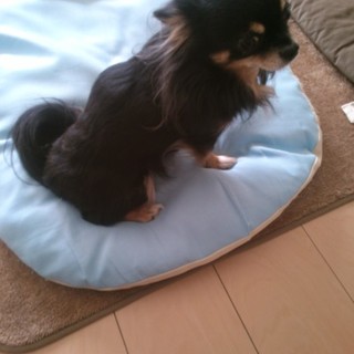 ﾛﾝｸﾞｺｰﾄﾁﾜﾜ  ﾌﾞﾗｯｸﾀﾝ  ♂10歳