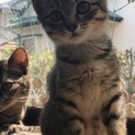 子猫の里親さん募集中