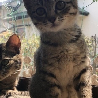 子猫の里親さん募集中