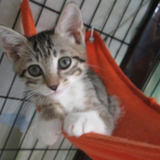 子猫「サニー」　生後約２か月弱　女の子