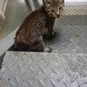 ヤンチャなオス猫です