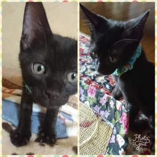 2ヶ月の黒い仔猫 男の子と女の子 里親募集❗