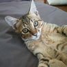 松江市内で里親募集中～キジトラ3ヵ月の男の子 サムネイル2