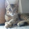 松江市内で里親募集中～キジトラ3ヵ月の男の子 サムネイル3