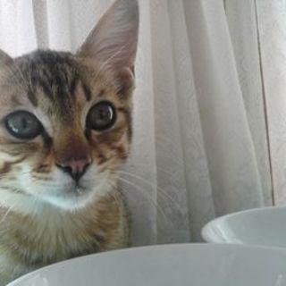 松江市内で里親募集中～キジトラ3ヵ月の男の子