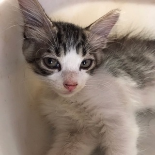 人慣れしてます♥白きじ女の子