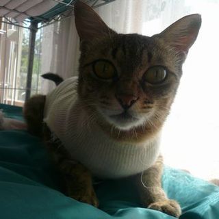 松江市内で里親募集中～麦わら色の母猫