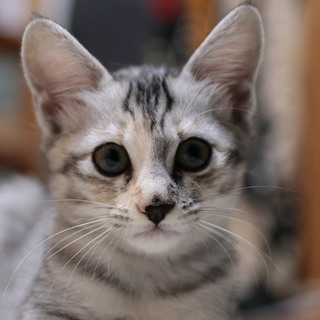 とっても可愛い健康・元気な子猫です。