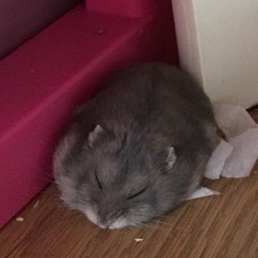 散歩させたら部屋の壁を噛って寝ちゃいました（笑）