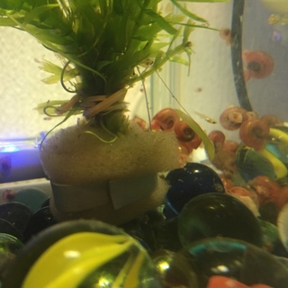 レッドラムズホーン