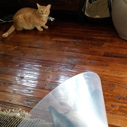 「捨て猫がエリカラ装着でバージョンアップしてきた！」サムネイル1