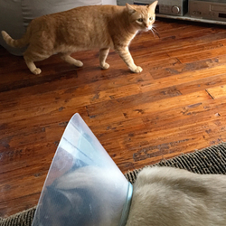 「捨て猫がエリカラ装着でバージョンアップしてきた！」サムネイル2