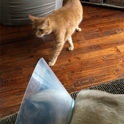 「捨て猫がエリカラ装着でバージョンアップしてきた！」サムネイル3