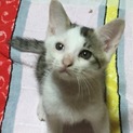 かわいい猫ちゃんです