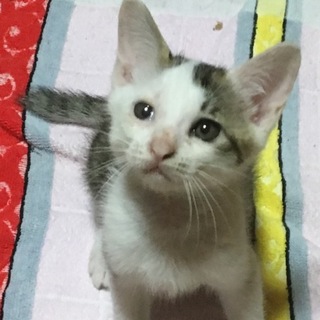 かわいい猫ちゃんです