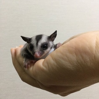 フクロモモンガ 赤ちゃん 男の子