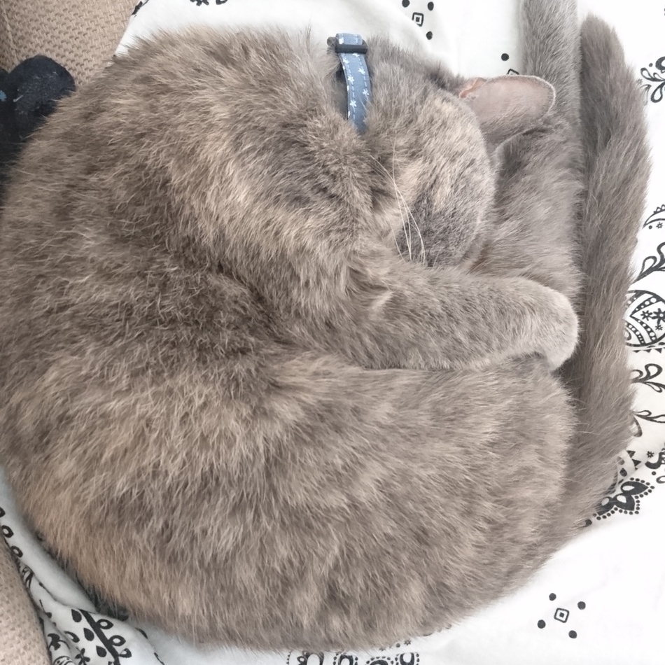 ぐうのカバー写真