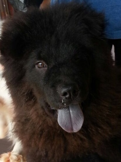 チャウチャウの男の子 愛知県 犬の里親募集 1654 ペットのおうち 月間利用者150万人
