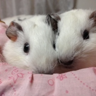 赤ちゃんの新しいお母さんになってください！