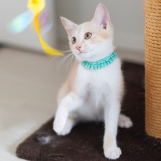 天真爛漫キリッとハンサムBOYラテ