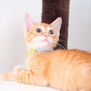 ちょっぴりビビリでキュートな茶トラBOYチャイ