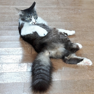 長毛で甘えん坊さんのなるこ