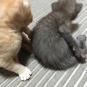 子猫！！３週間