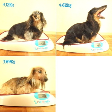 フィラリア薬飲む前の体重測定