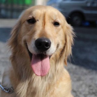 ゴールデン　2才3か月女の子　～繁殖犬引退～