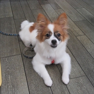子犬「ライン」５か月女の子　パピヨン系雑種