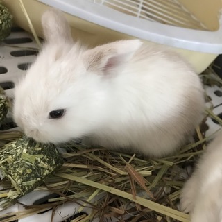 ロップイヤー生後2ヶ月