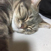 田中 トラノスケ