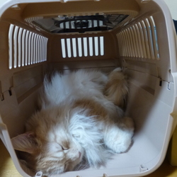 「親方ー!!空から女の子が!!」サムネイル1