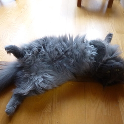 「親方ー!!空から女の子が!!」サムネイル2