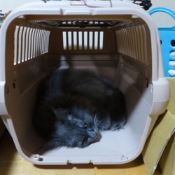 「親方ー!!空から女の子が!!」サムネイル3