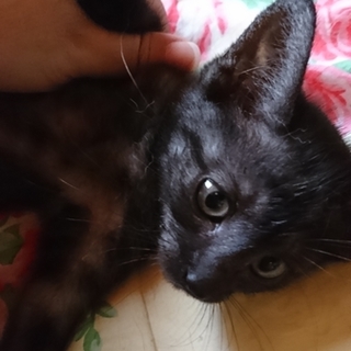 おだやかな男の子