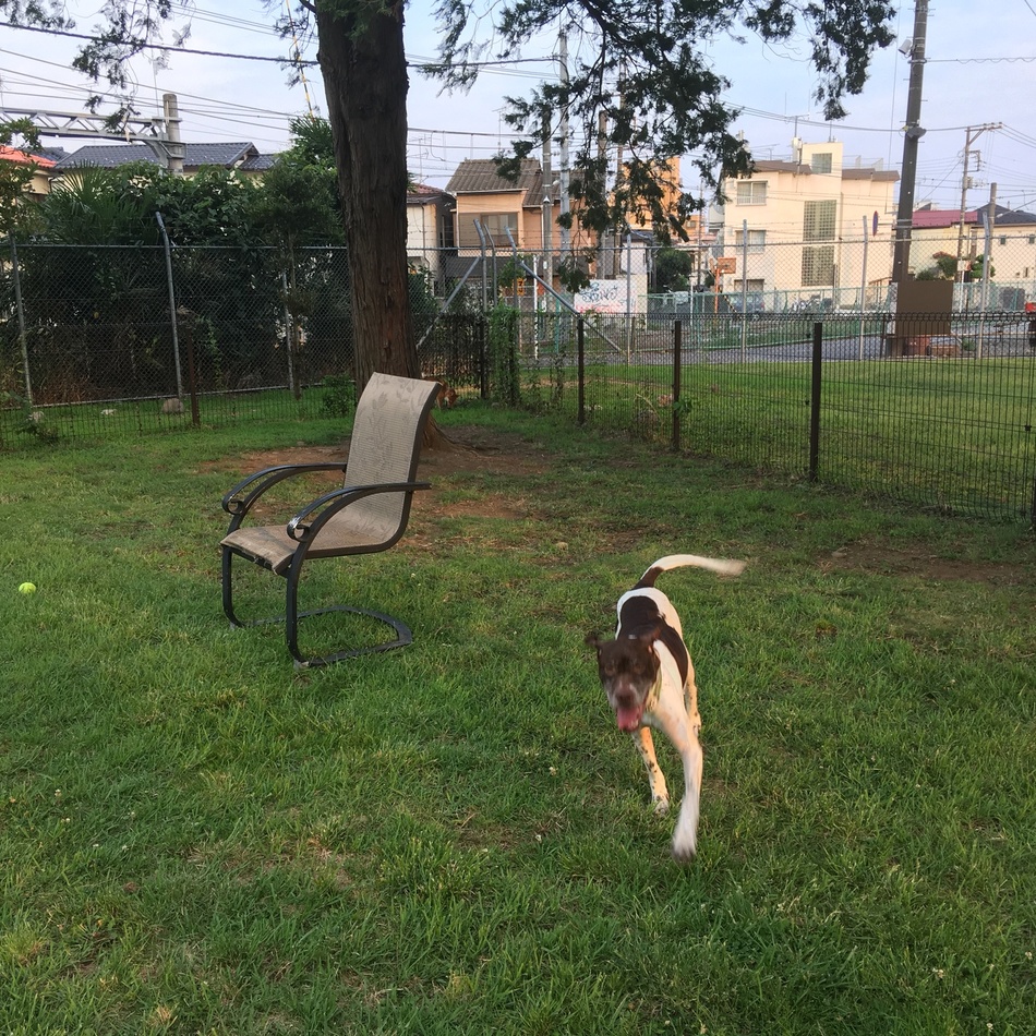 ギズモのカバー写真