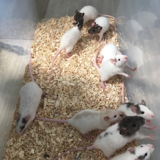 ♀7匹♂1匹のラット交渉中