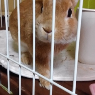 【急募‼】ウサギの里親さん