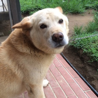 ゴンタちゃんの里親を募集してます