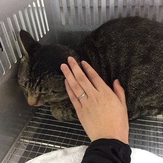 緊急！触れる良い子です！期限8/10朝迄！