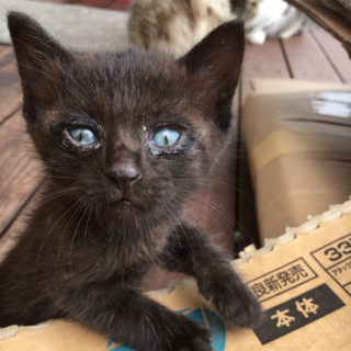 きゅうりサイズ 黒子猫の里親募集中です！
