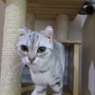 ｱﾒｼｮ♀里親募集です