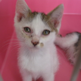 7/19 保健所から引き出した可愛い子猫ちゃん☆